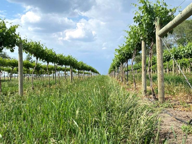 The Cornerpost Grapefarm & Winehouse, Huron
