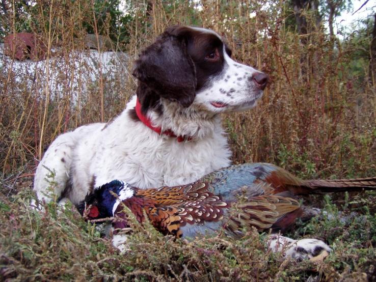 Happy Dog at Pheasant Camp Lodge