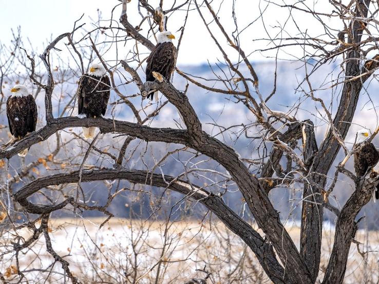 Bald Eagles in South Dakota