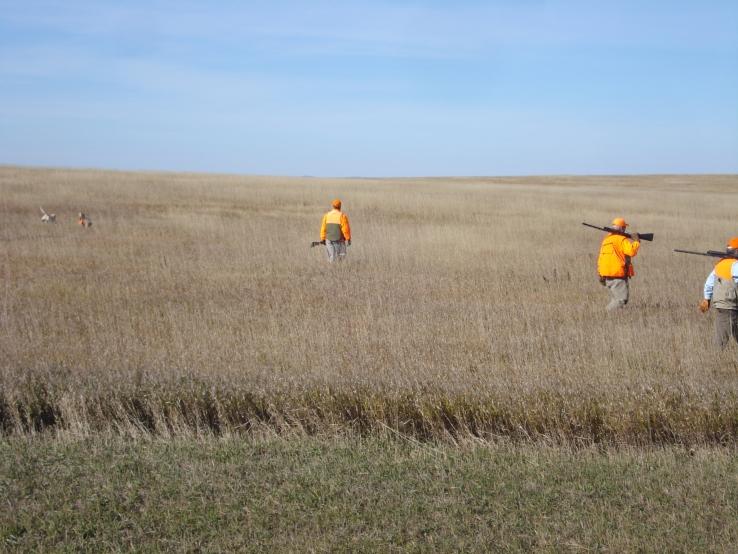 Pheasants in the CRP