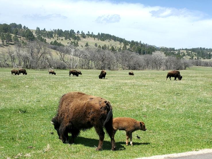 Black Hills Pathfinder, Rapid City