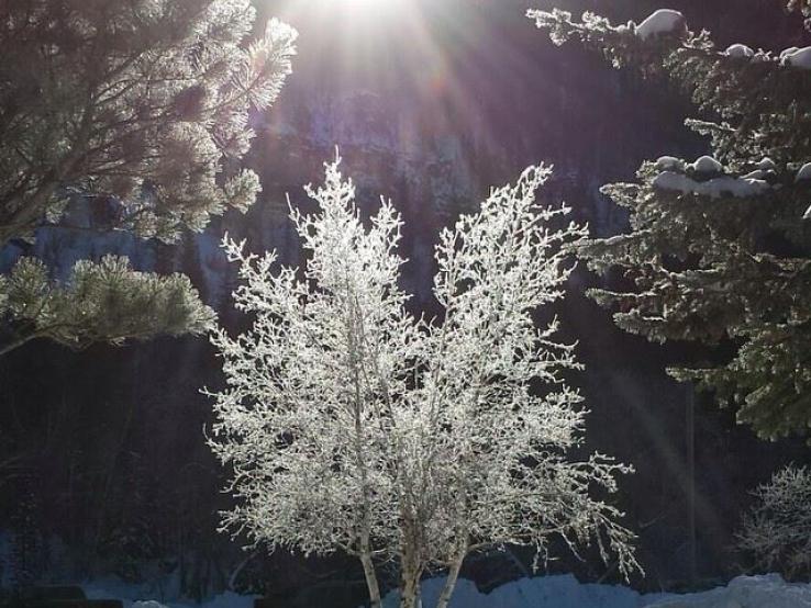 Snow Kissed Tree