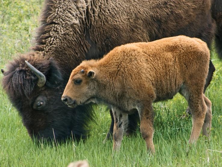 Buffalo