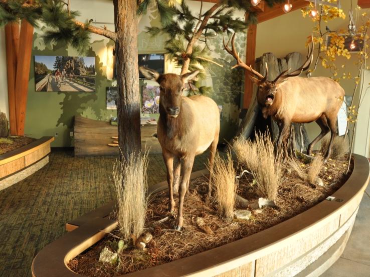 Elk display