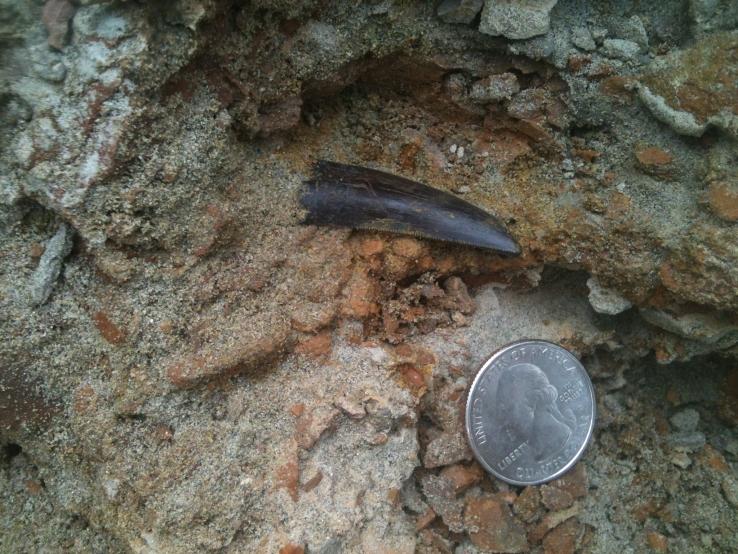 Dinosaur Fossils!