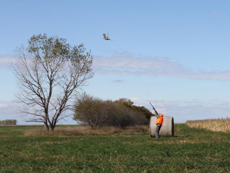 Pheasant Hunter