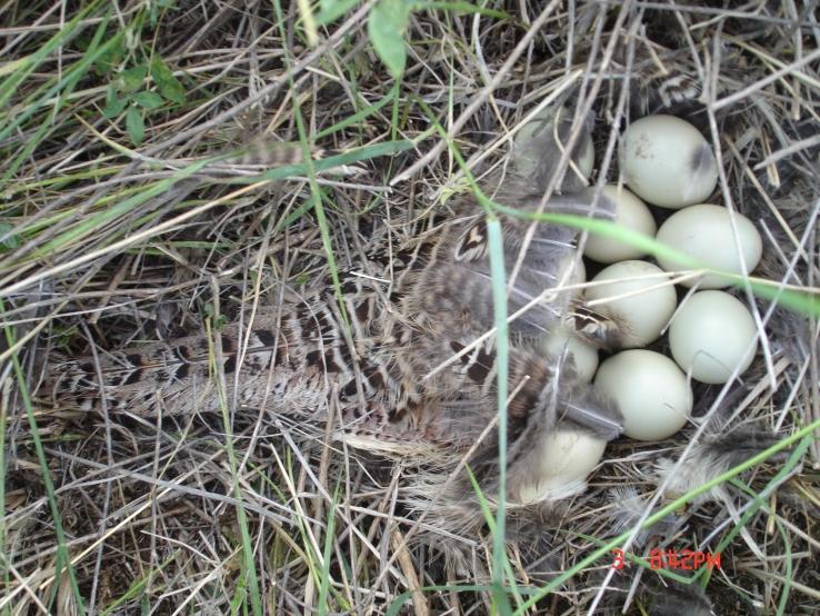 Pheasant Nest