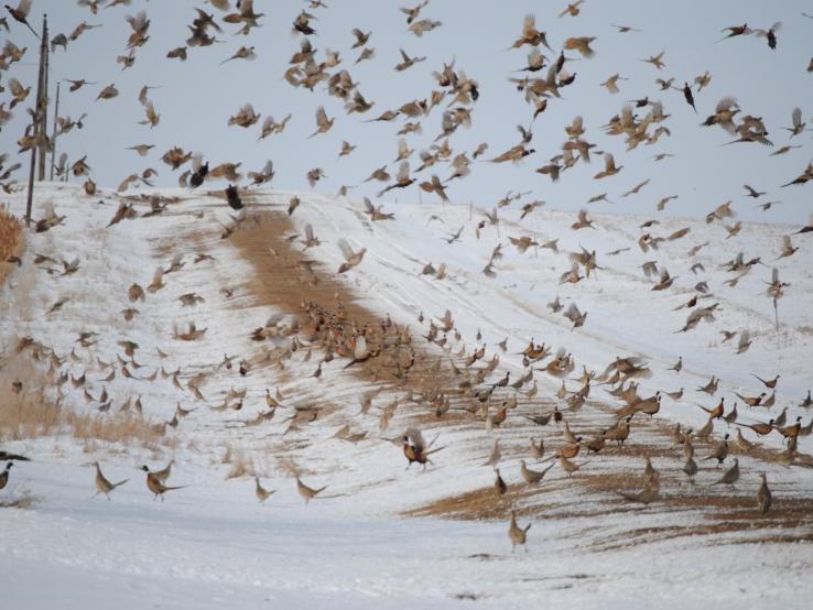 South Dakota Pheasant Hunting