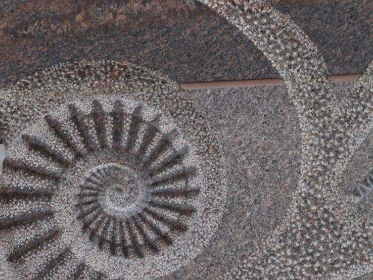 Ammonite