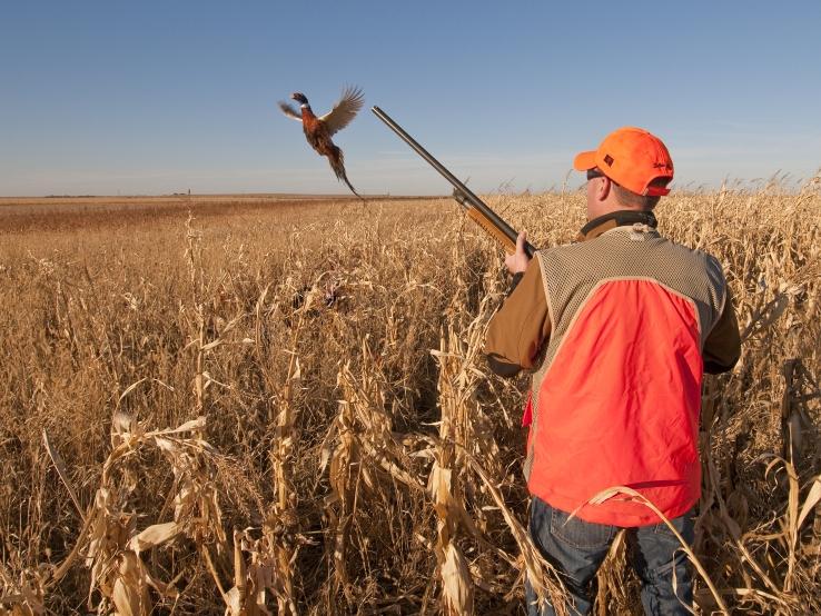 Pheasent Hunting