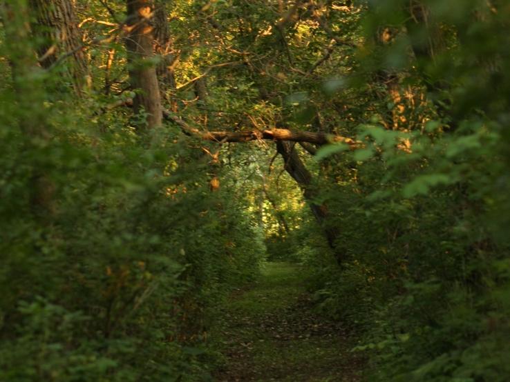 Hiking Trails