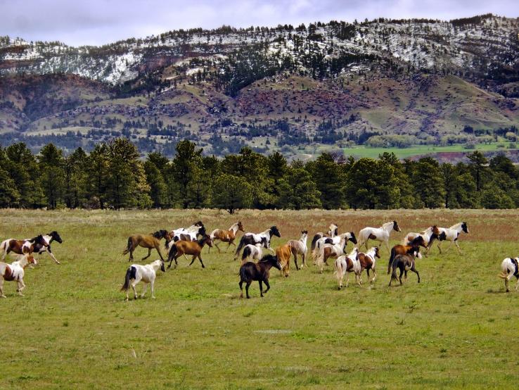 Black Hills Wild Horse Sanctuary