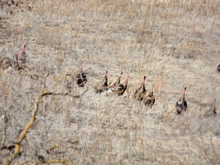 Turkeys 2016