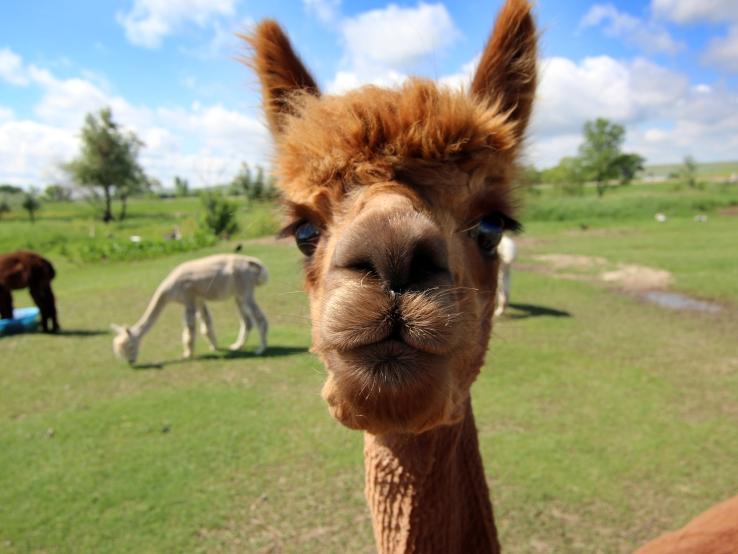 Caputa Alpacas, Rapid City