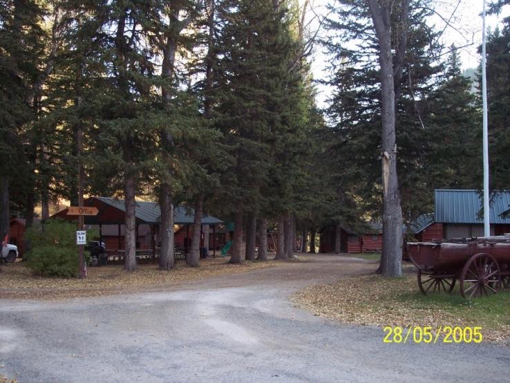 Tall Spruce Trees