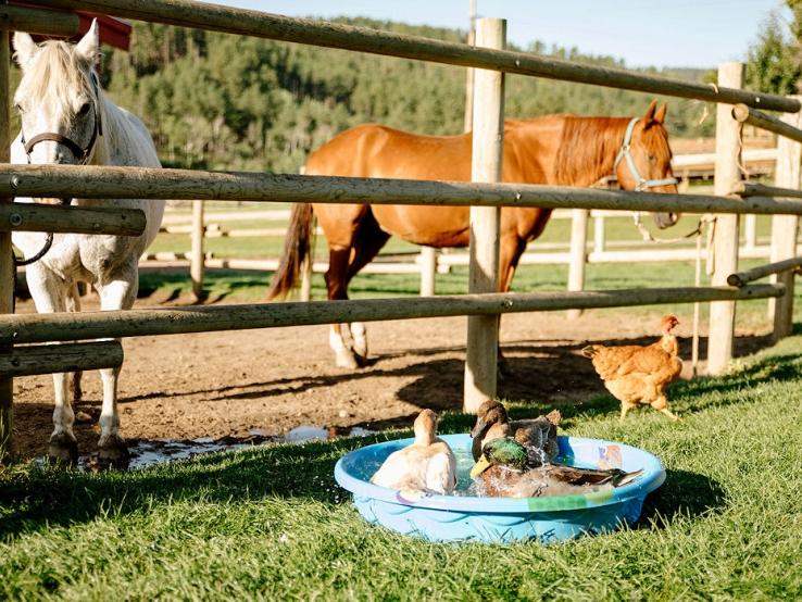 High Country Guest Ranch, Hill City