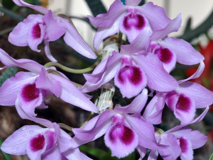 Beautiful Orchids