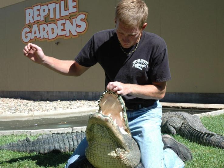 Family favorite - Alligator Show