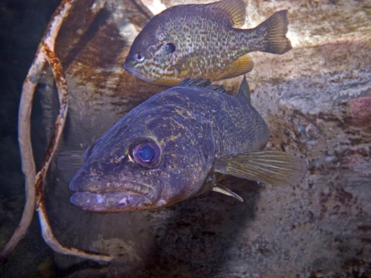 South Dakota Fish