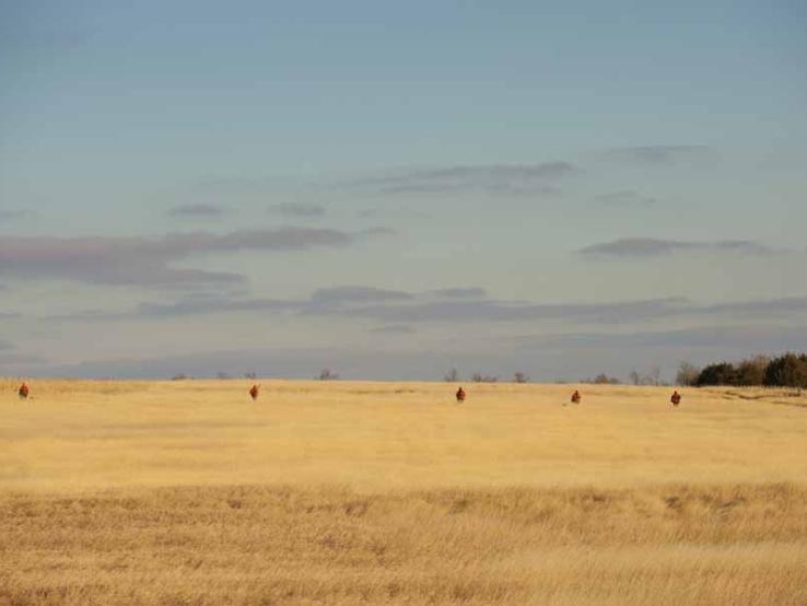Pheasant Hunting in South Dakota