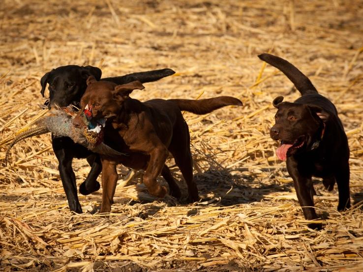 The Pheasant Hunting Dogs