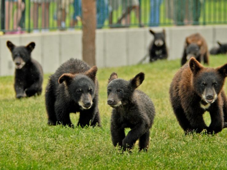 Cub Race