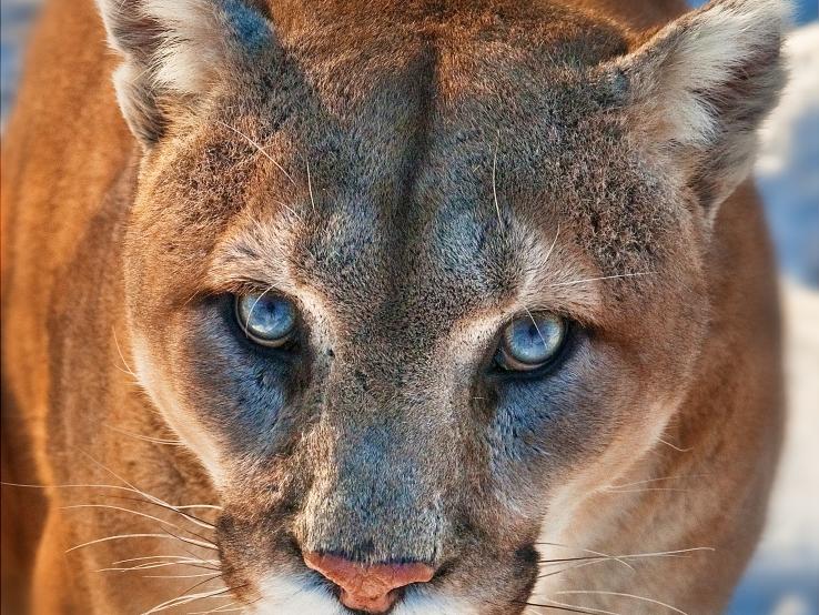 Mountain Lion