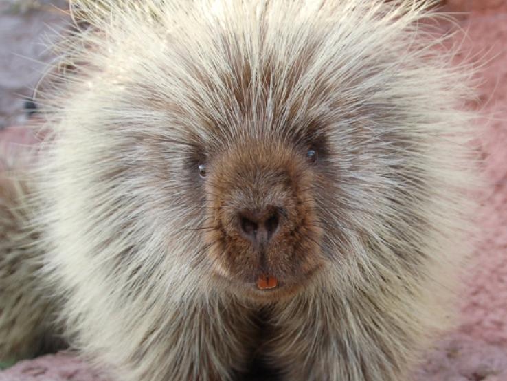 Porcupine