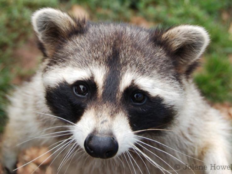 Raccoon