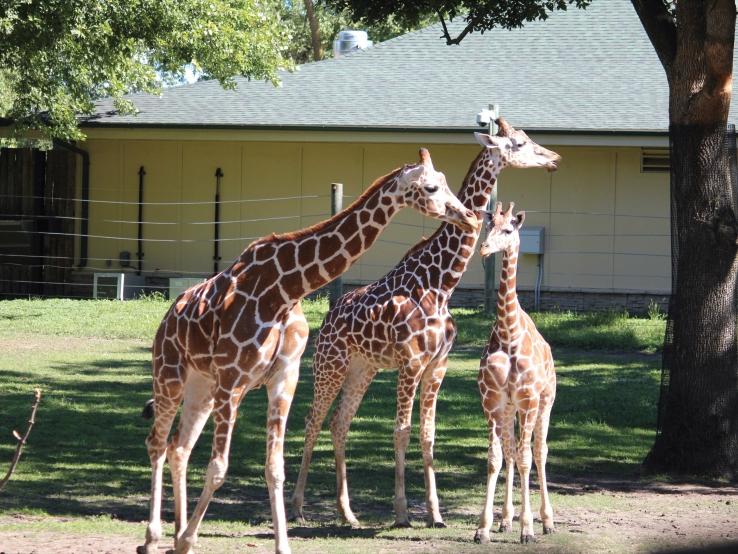 Great Plains Zoo