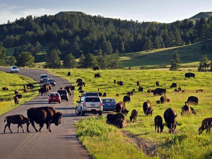 Custer State Park