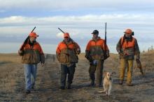 Pheasant Hunting
