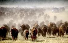 CSP Buffalo Roundup