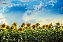 South Dakota sunflower field