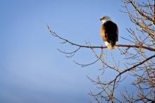 Bald Eagle - Oahe Downstream
