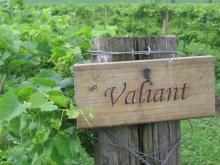 South Dakota grapes RULE!