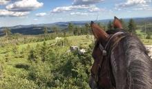 Bridle Ridge Horse & RV Camp, Custer