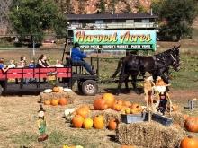 Lil Harvester's Pumpkin Patch, Rapid City