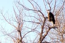 Bald Eagle in South Dakota
