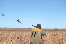 R&R Pheasant Hunting, Seneca