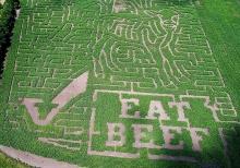 Back Forty Beef Adventure Farm & Corn Maze, Pierpont