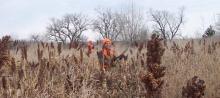 Timberlake Pheasant Hunting