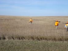 Pheasants in the CRP