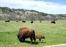 Black Hills Pathfinder, Rapid City