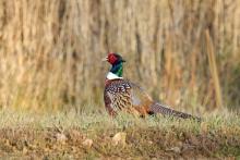 Top-Notch Pheasant Hunting