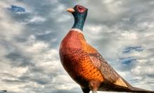 World's Largest Pheasant, Huron