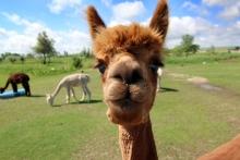Caputa Alpacas, Rapid City