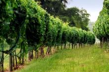 Tucker&#039;s Walk Winery, Garretson