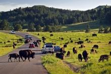 Custer State Park