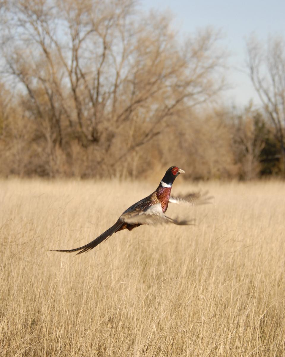 Aberdeen has some of the best pheasant hunting opportunities in the nation.